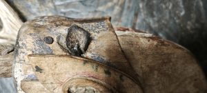 oreille